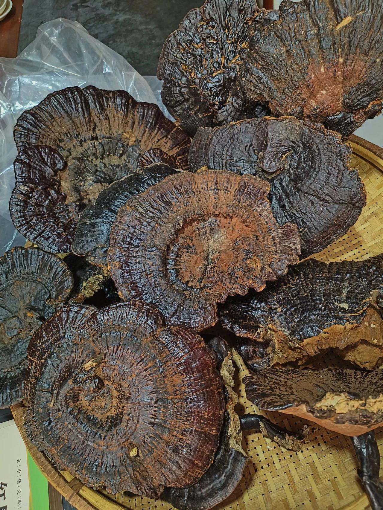 超大朵野生灵芝