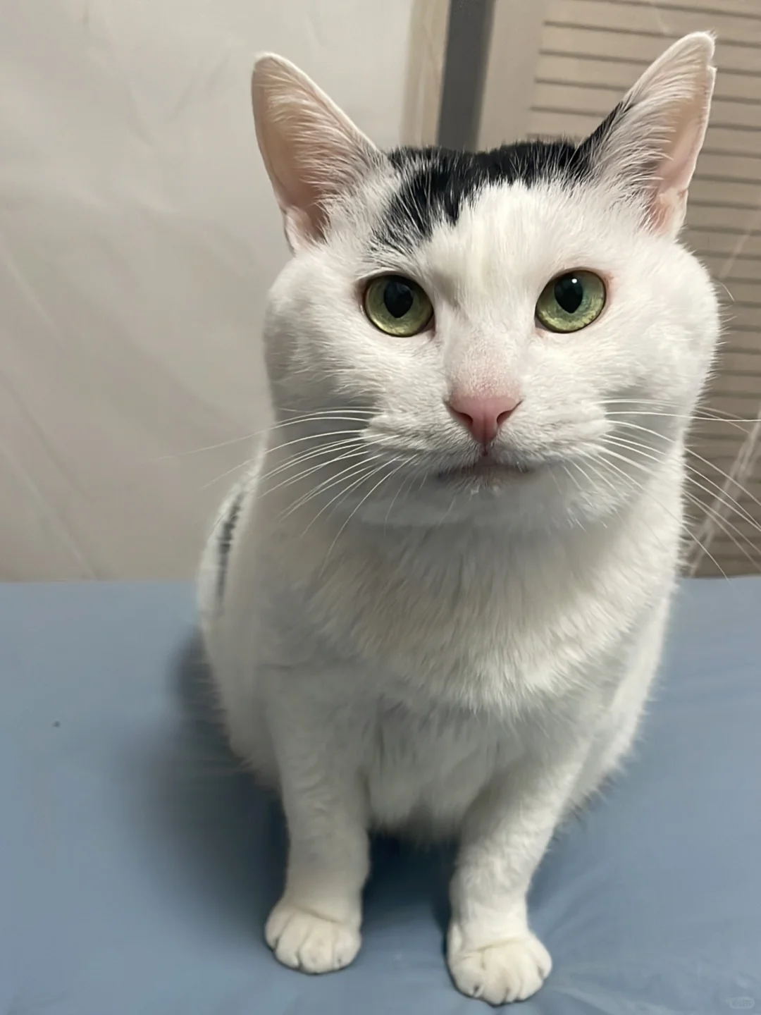 不要这个角度拍照，显得脑袋巨大