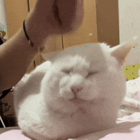 表情包[超话]打头……捶猫猫头…… ​​​