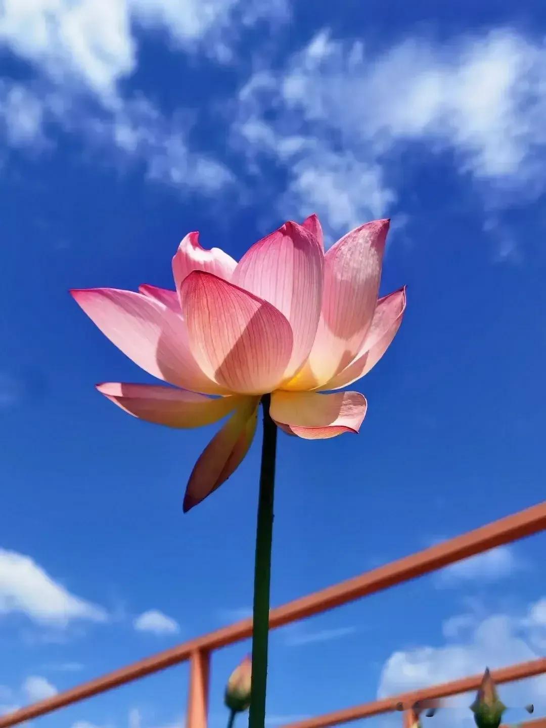 一个男人
只要你挣不到钱
没有一个正经职业
不管你在家里面
付出再多努力
就算家