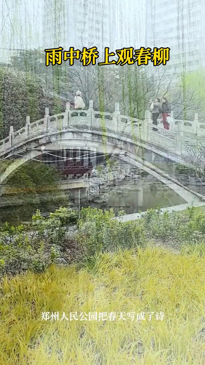 雨中桥上观春柳，郑州人民公园把春天写成了诗。