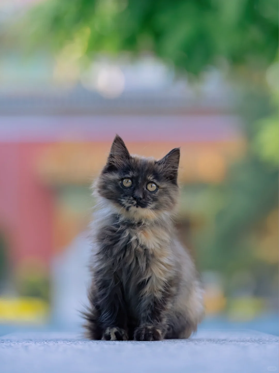 御园古建里的新猫，个顶个的好看