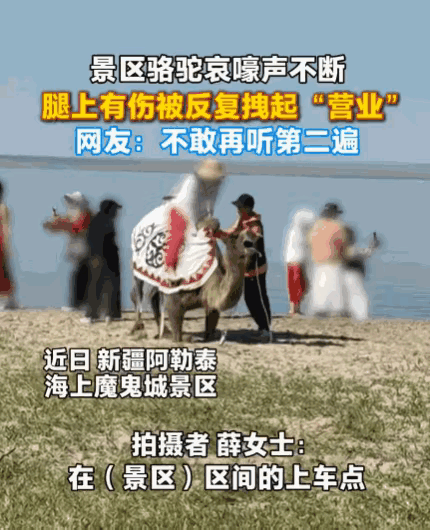 太没人性了！新疆阿勒泰，一女子正在游玩，突然听到骆驼哀嚎声。她循声望去，发现一头