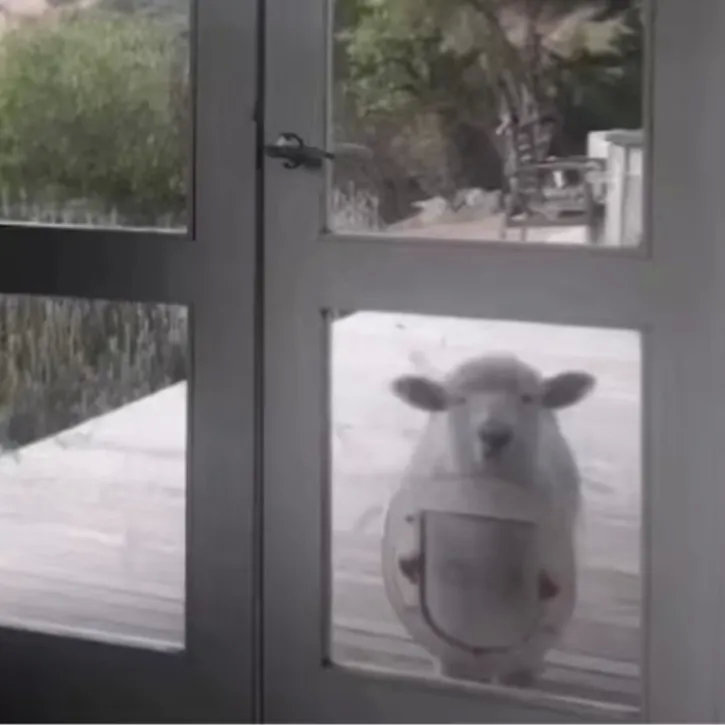国外的一只小羊，非常羡慕生活在室内的狗狗。每次都是眼巴巴的在门外看着屋里的一切！