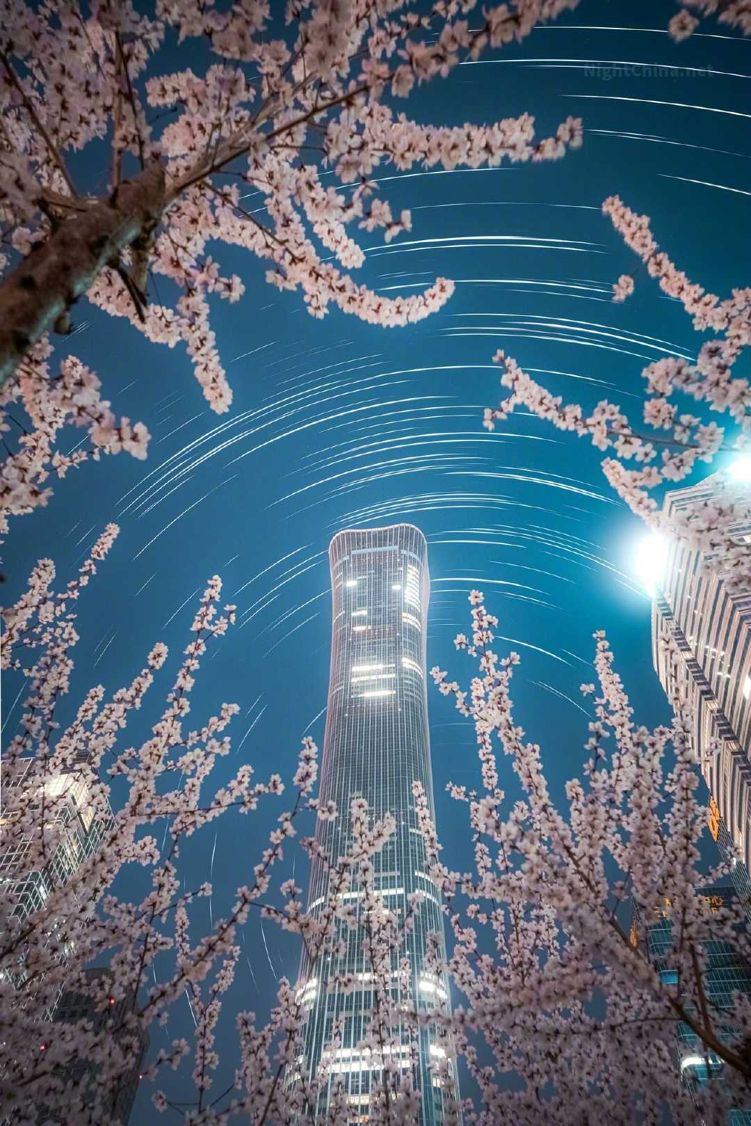 抬起头，花在眼前，星在花后，楼在星下。北京的春夜有一种奇异的层叠感——繁华与辽远