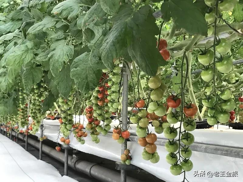 无土栽培蔬菜有什么优点? 无土栽培蔬菜优点超多。首先产量高，营养液按需配比，能根