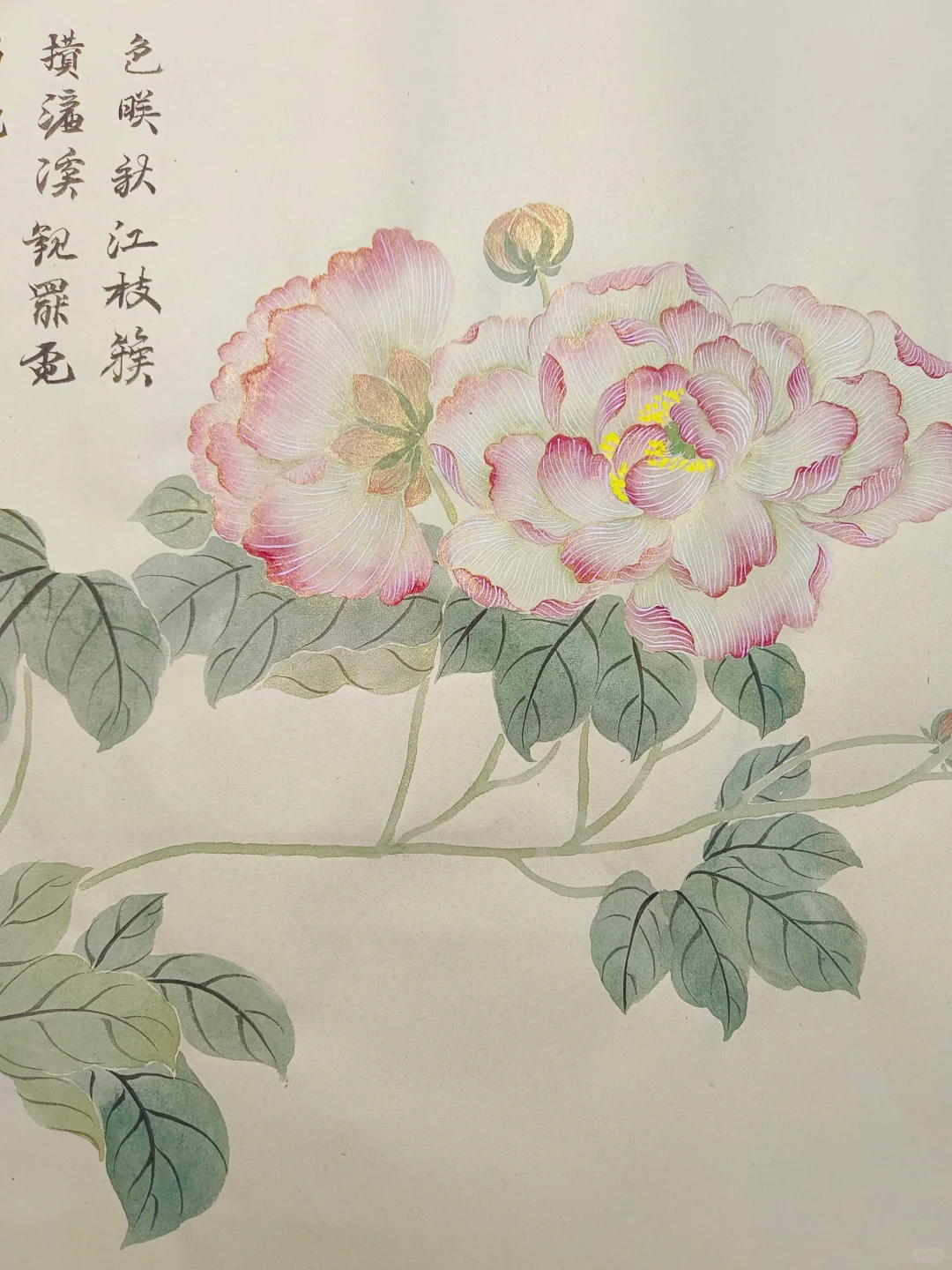 芙蓉花开，没骨芙蓉