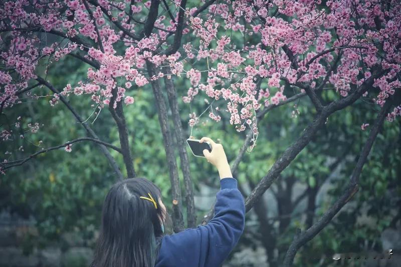《七律   回故地感怀》
探春寻觅昔时踪，历历尘封似倦鸿。
人面难寻风影乱，桃花