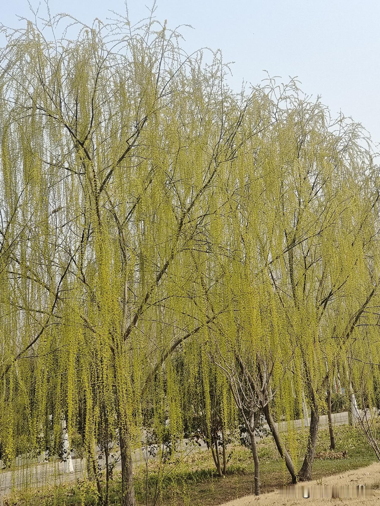 上联：冬寒枯叶落
下联：春暖新芽发

终生坚持作品原创的人
图片来源于作者拍摄