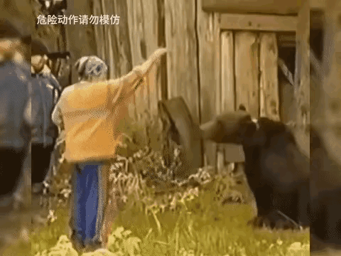 不要低估了熊的嗜肉劣性。它的食肉本性一旦被激发，那可是相当凶猛的。