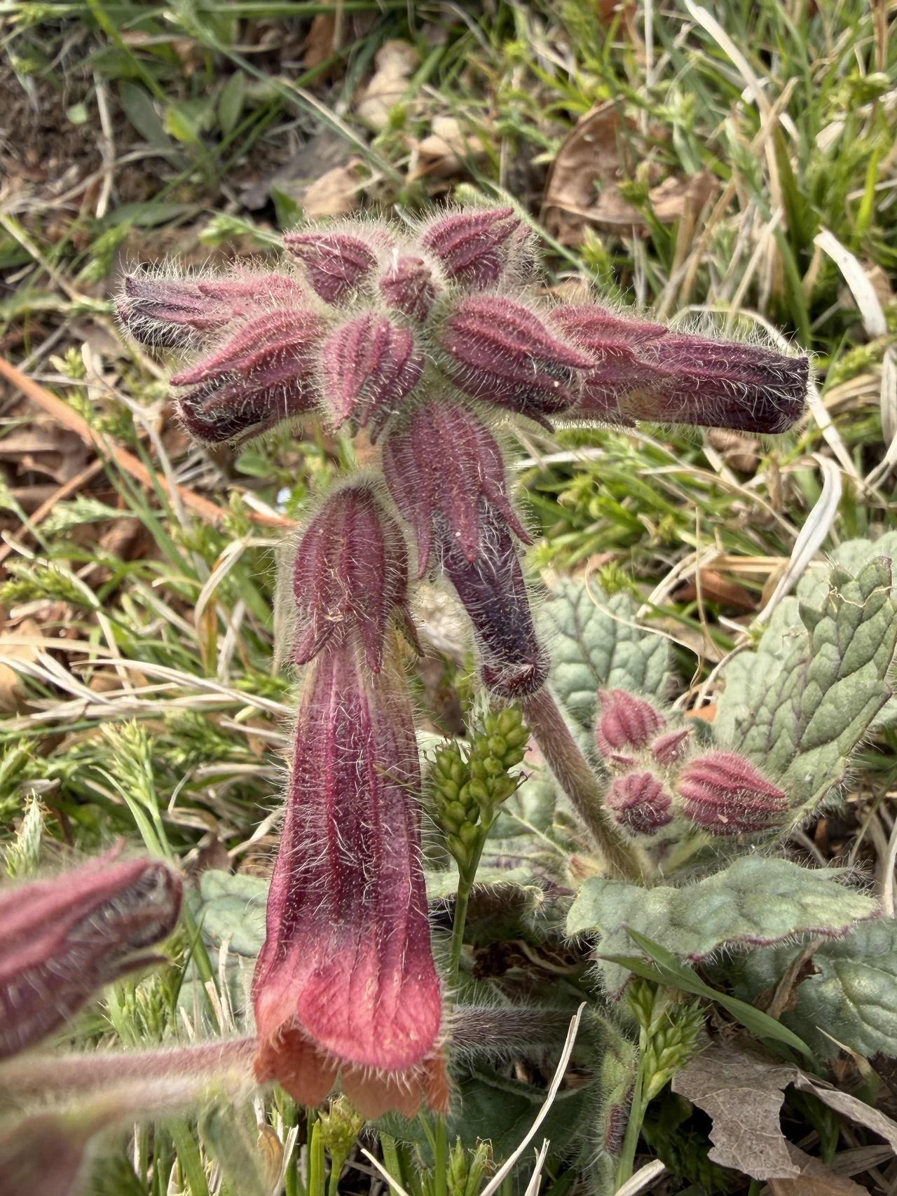 听说拼夕夕被罚，
大家也别嘲笑它。
许多人已戒不掉，
不要问我因为啥。
使用起来