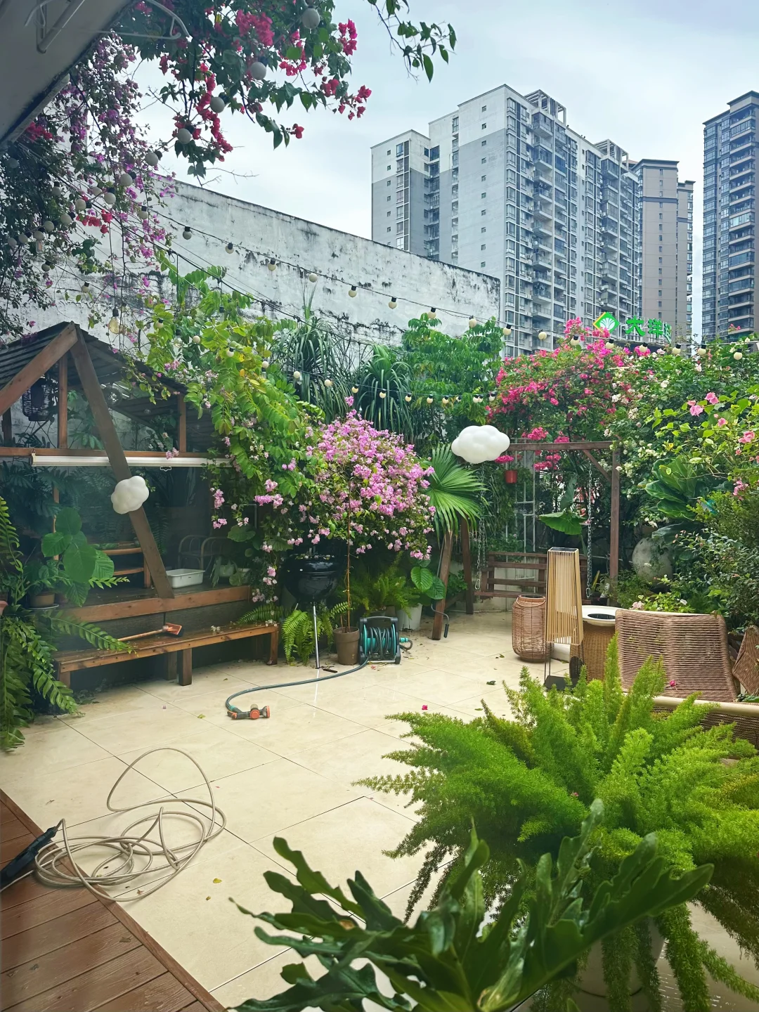 台风麦德姆过后的露台花园🏠