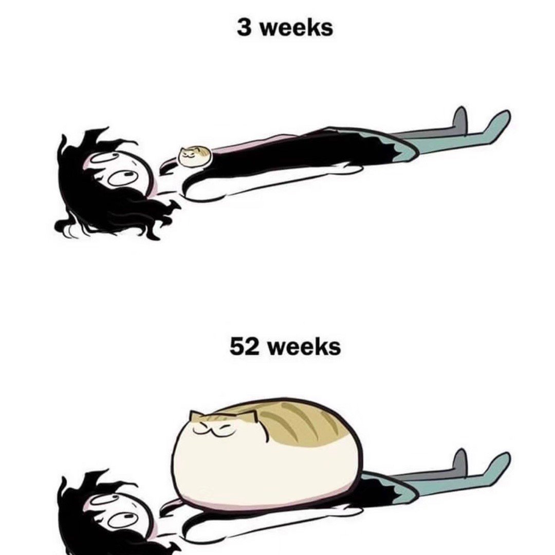 不会只有我家猫这样吧 ​​​