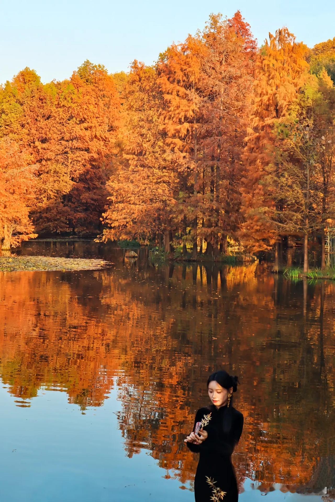 燕雀湖红杉林：南京冬日藏着的莫奈油画秘境

🌅 当金陵的风染透十二色盘
深冬的