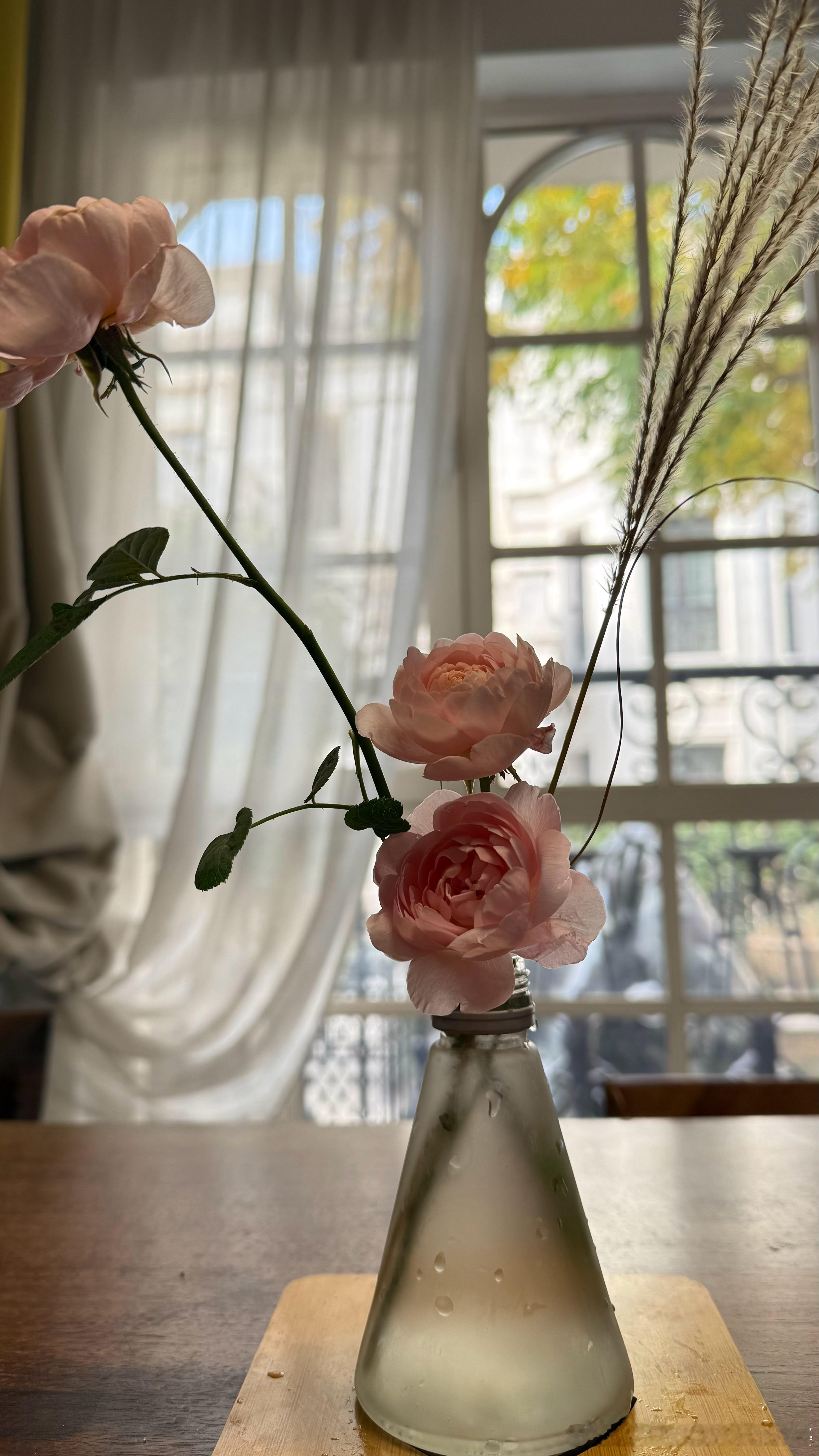 初冬盛开的瑞典女王。有没药香气。我和某人的日常