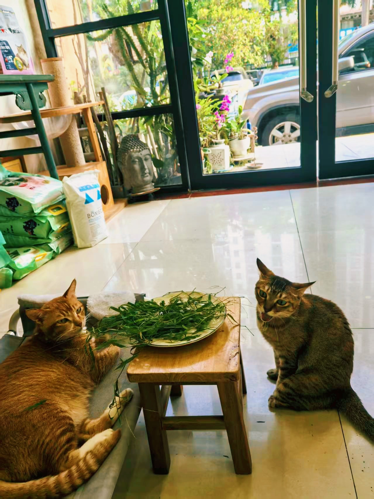 和蝴蝶在一起就是开心，哪怕是吃草！猫咪萌宠