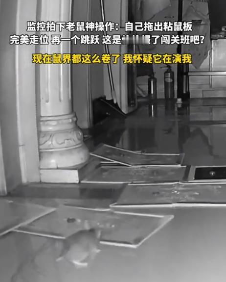 要成精了！重庆，一男子发现家中有老鼠，男子从监控中观察许久后，便在老鼠必经之路上