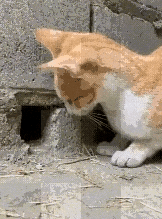老鼠：来生，我要做猫
 
老鼠躲在洞里瑟瑟发抖，听着外面橘猫的呼吸声，心里只剩绝