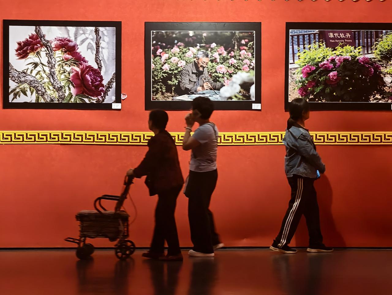 看影展，邢台博物馆牡丹影展，人在画中走，一步一景皆诗意。