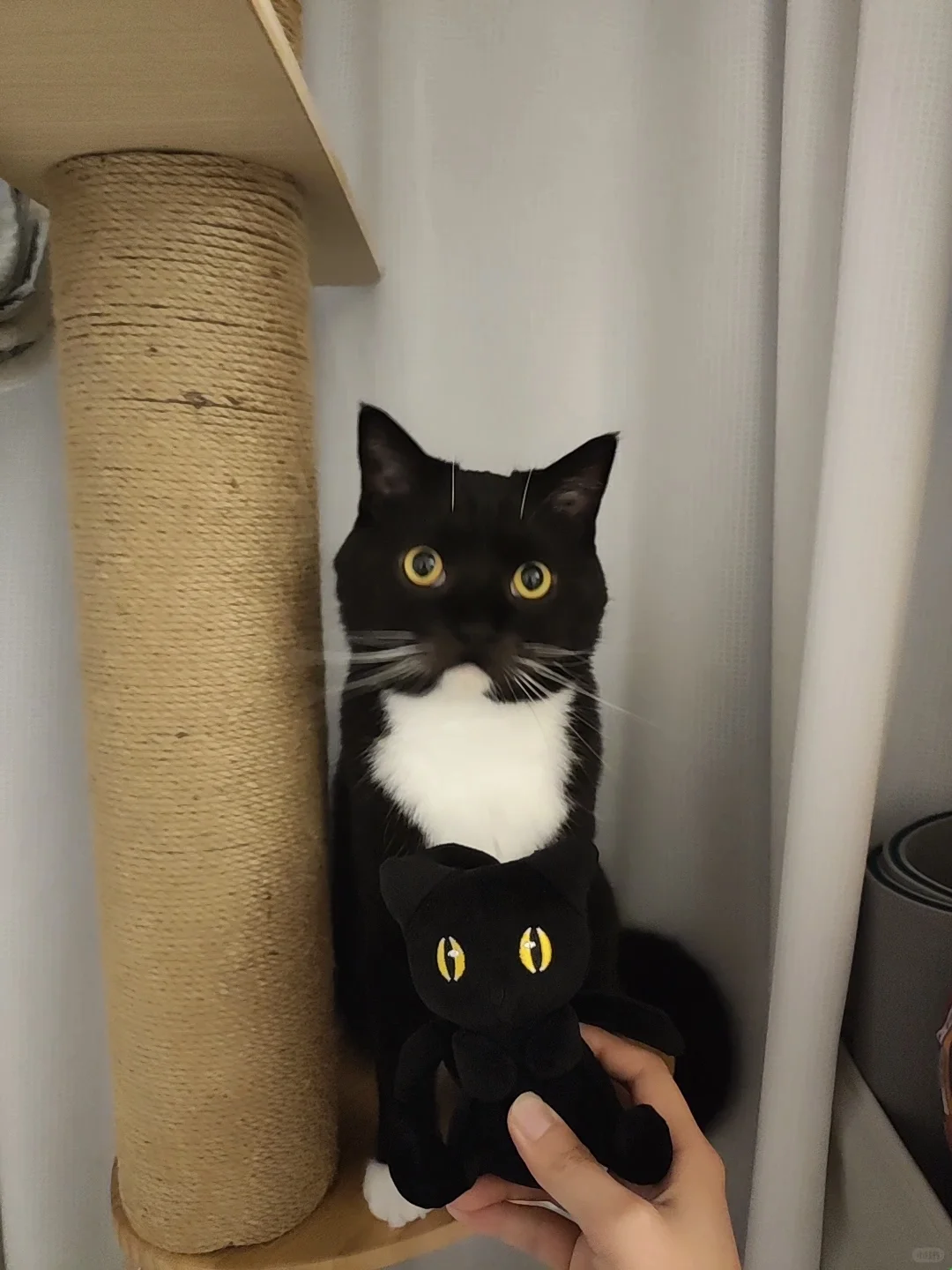 黑猫警长，你蛾子在我手上！