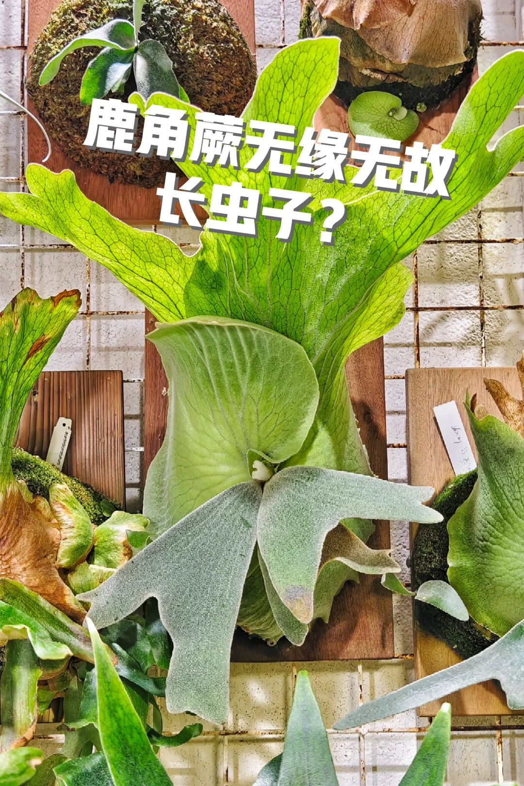 鹿角蕨无缘无故长虫子？