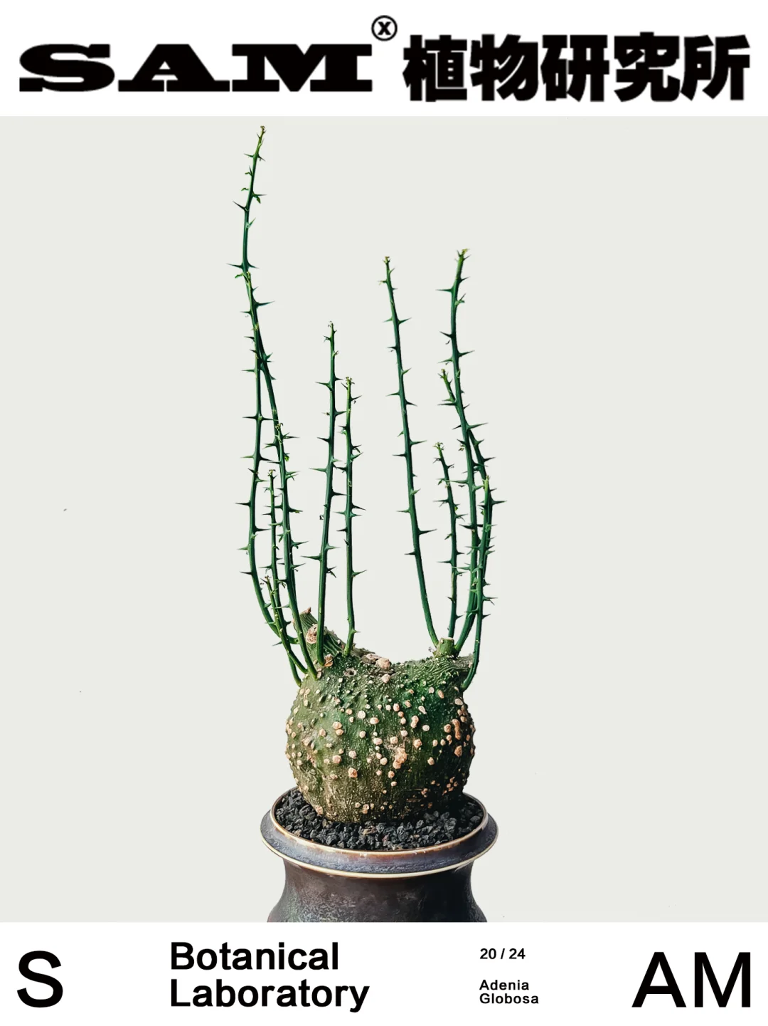 球腺蔓｜Adenia Globosa