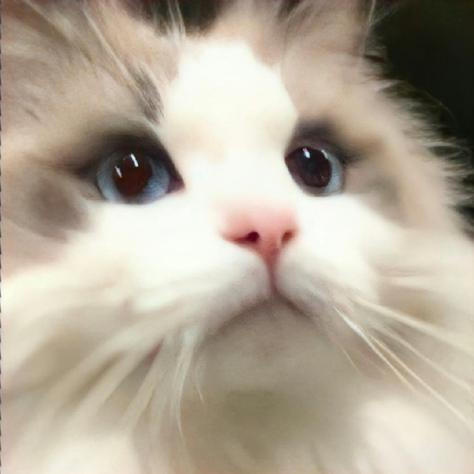 谁能拒绝可爱小猫的治愈呢？看到小猫，心情瞬间就被点亮。就像吃了一口小猫冰激凌，甜