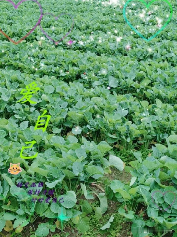 治愈系风景分享我是农村人，没有什么风景图，那就让网友们看看我家的油菜吧