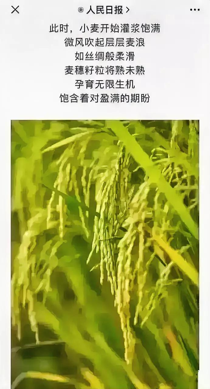 人民日报谱诗歌，错把水稻当小麦，让人看后显尴尬，莫非茄子结黄瓜？所以说，人有失错