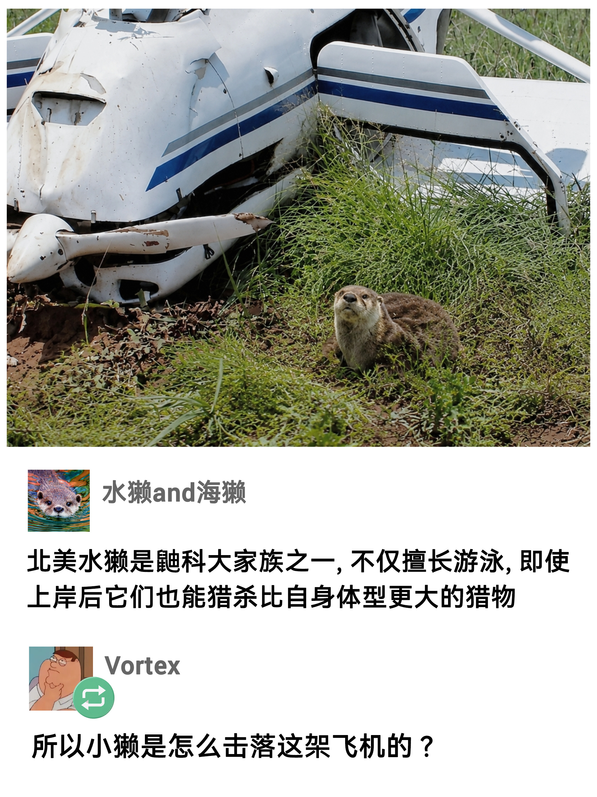 meme水獭
