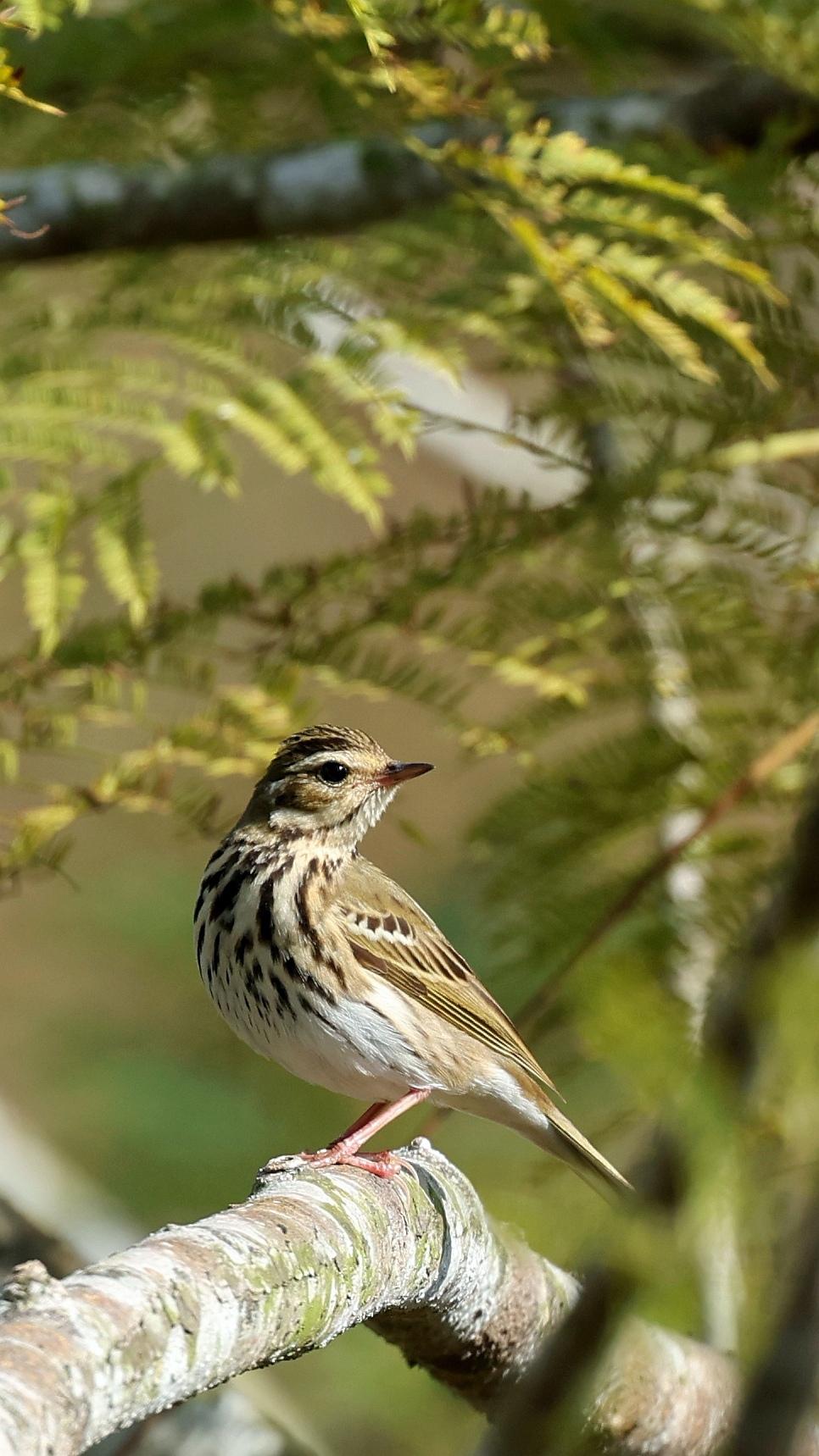 鸟类实拍 动物鸟世界 鸟类科普