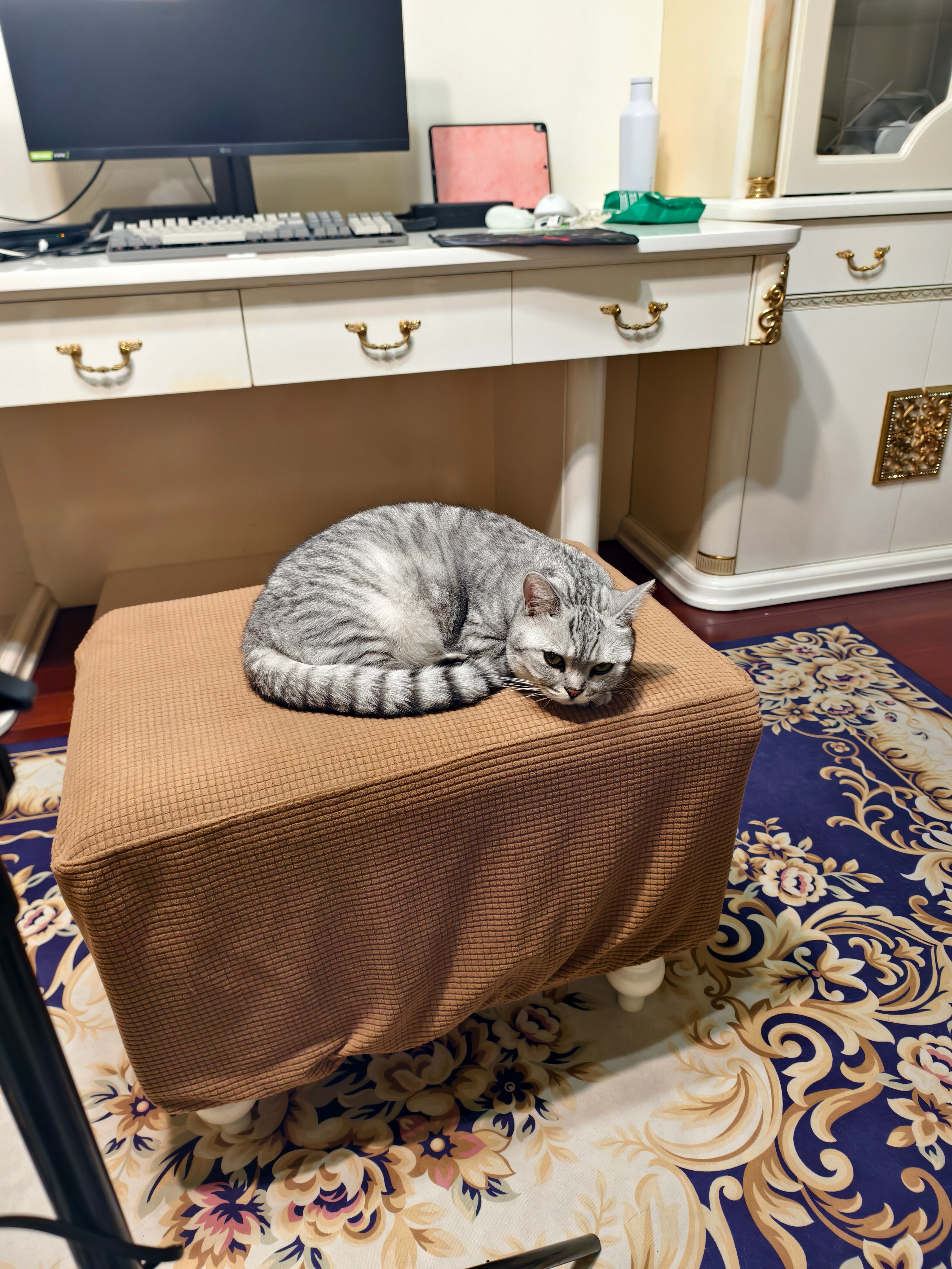 还是这只我从小带大的猫好，我拍个视频就这样静静的在对面等着我拍完[泪] ​​​