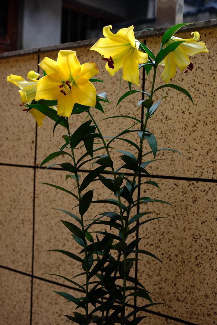 村人的黄百合，硕大高挺。阿姨让我进院子看，骄傲的说：村里就我家的百合长得这么高、