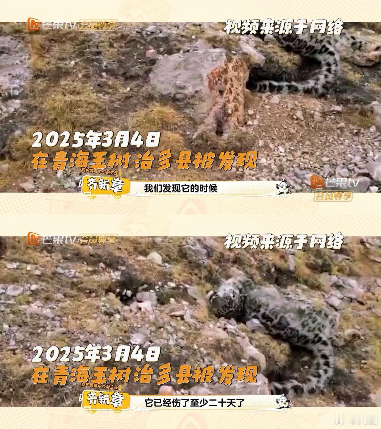 爸爸当家西野特辑 跟着《爸爸当家》走进西野，发现这里的简介牌像童话书！每只小动物