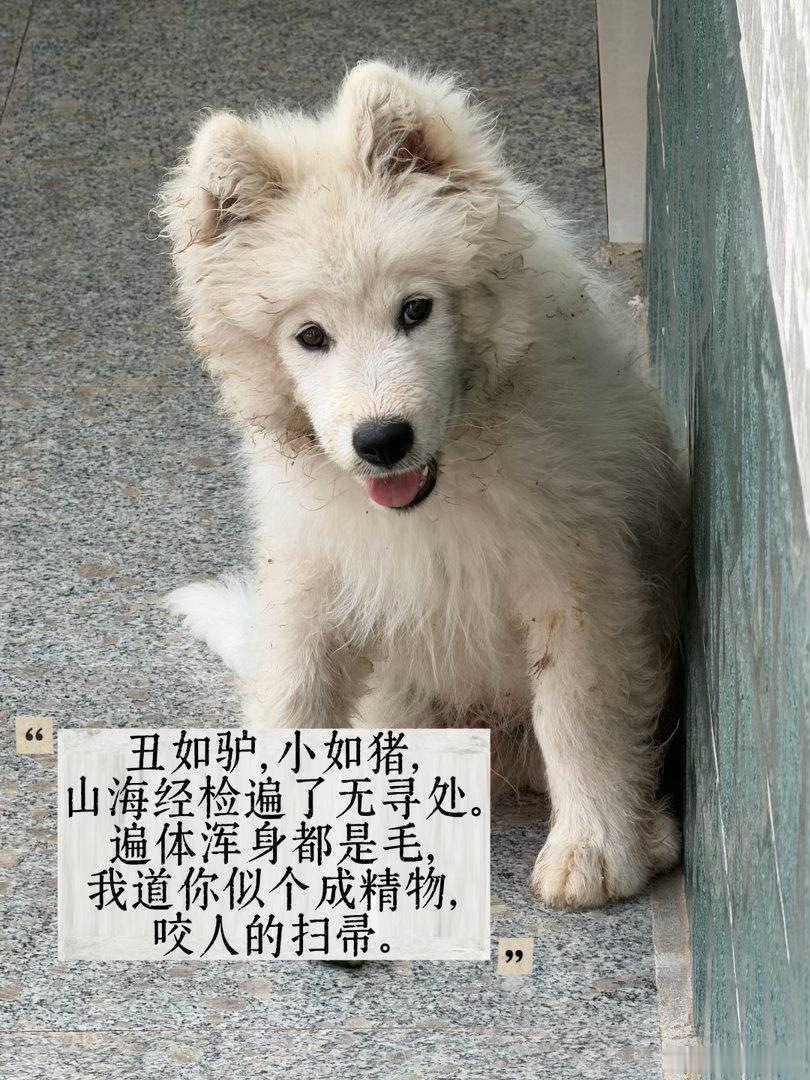 被偷宰杀的网红边牧主人删除原视频还有之前网红捡垃圾小狗险些被下毒的事，网红的小狗