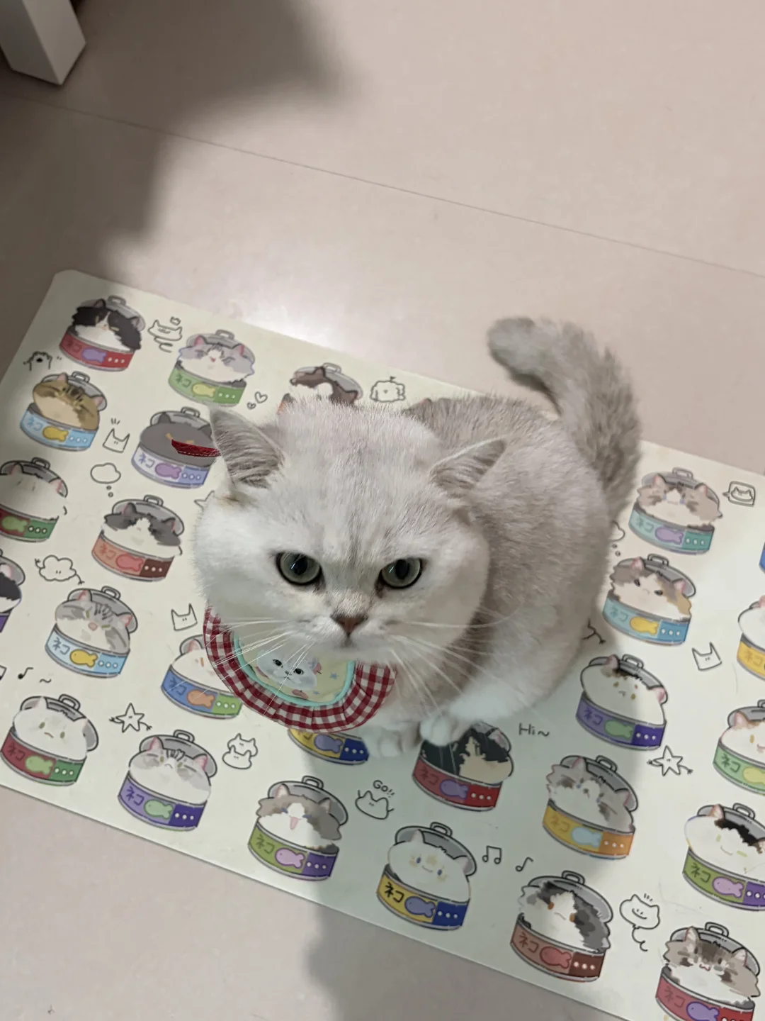 小猫你是一只小猫～