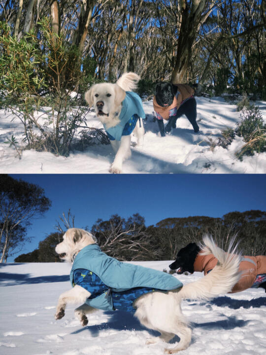 和小狗们去雪山 🏔️