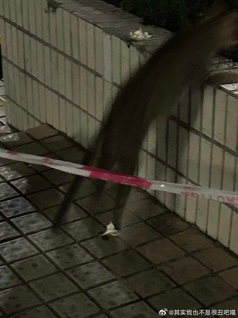 49909【丑猫】谁能分辨出猫在哪 