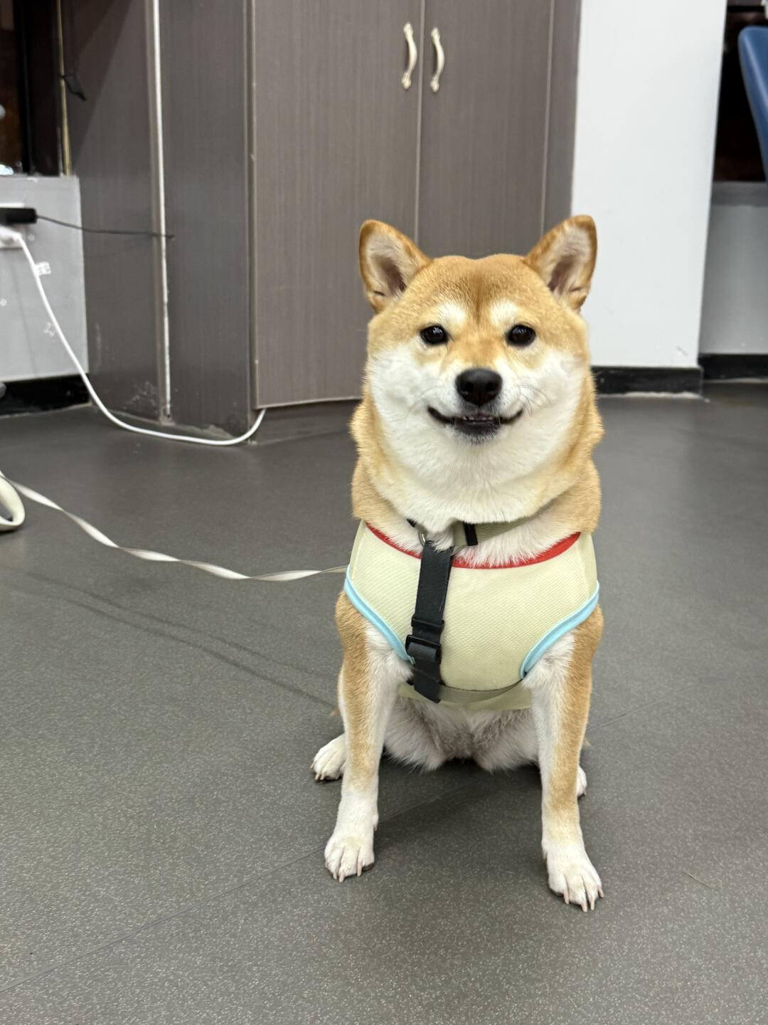 让你们看看我的獠牙 凶狠吧？！💢