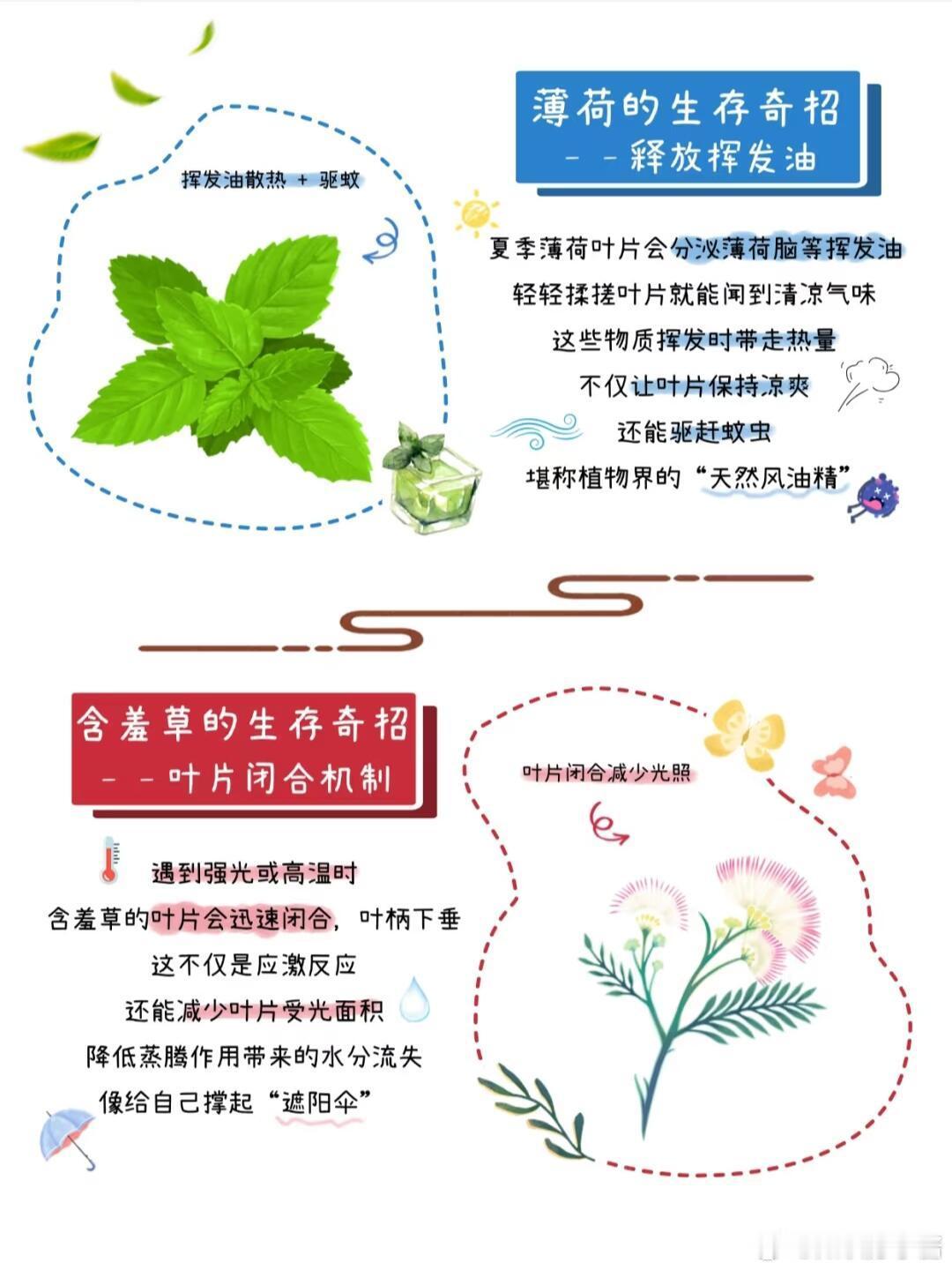 奇妙生物圈植物科普 植物们的夏日生存奇招🌸荷花：叶面蒸腾的清凉魔法烈日下，荷花
