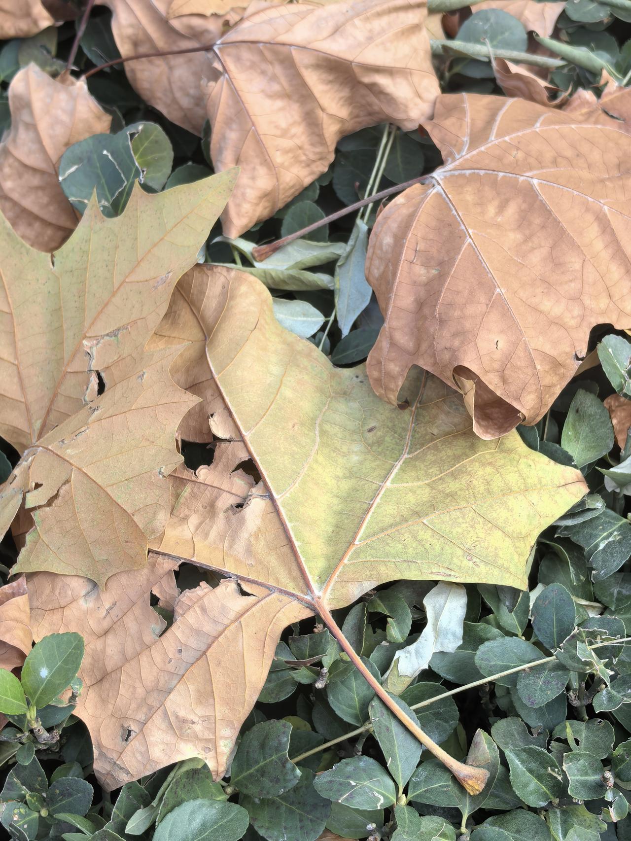 可以分享一张秋景树叶的的照片吗