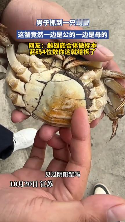 “亏大发了！”10月20日，江苏，一男子在河里抓到一只螃蟹，结果发现这只螃蟹竟然