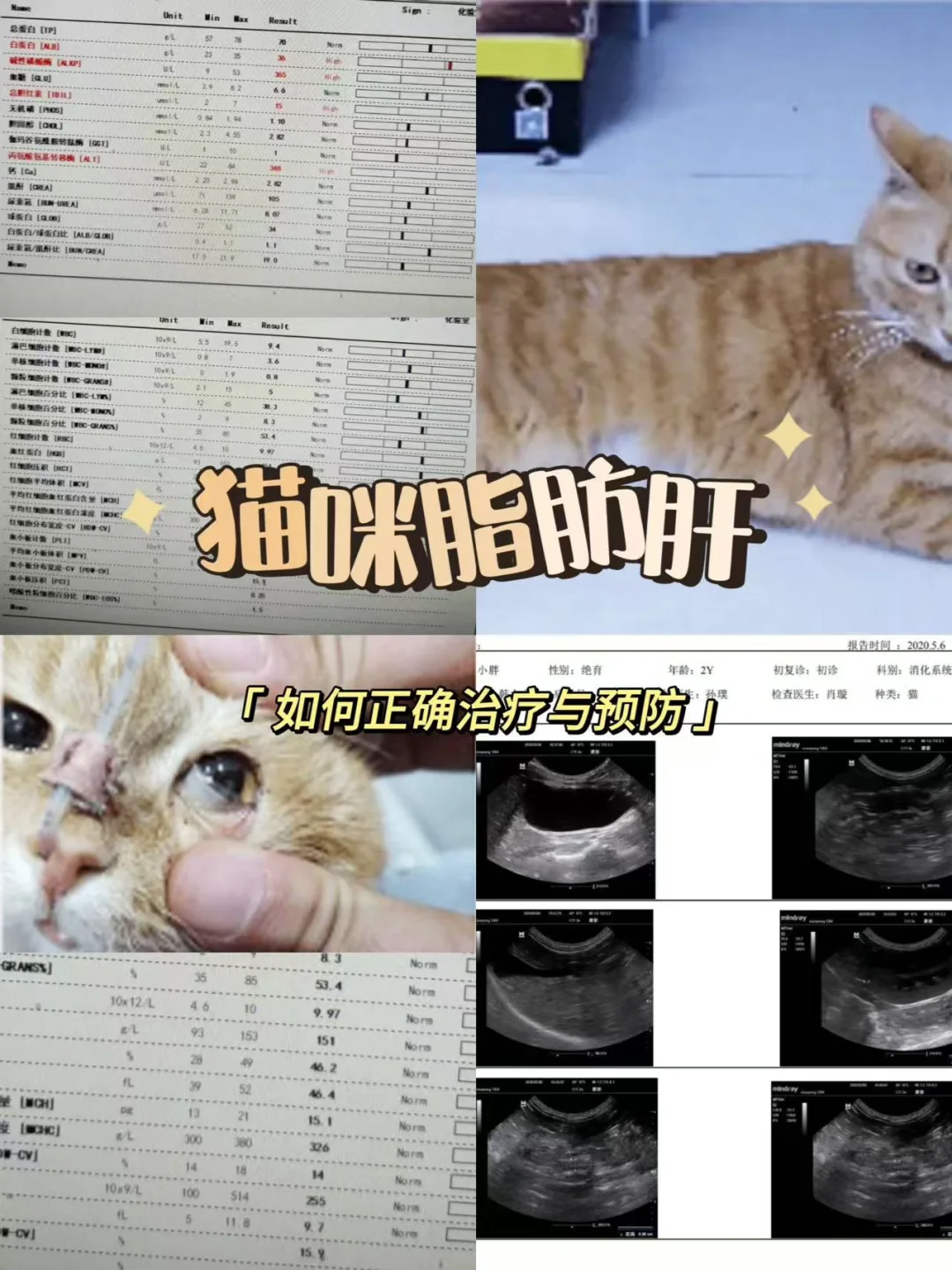 猫主子和铲屎官最害怕的疾病竟然是这？！