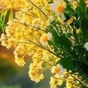 早安心语 ‧₊⋆ ❅.˳⁺⁎˚ ☃︎⋆* ❆·· ☃︎*‧₊. ⋆ ∗.˳⁺⁎˚