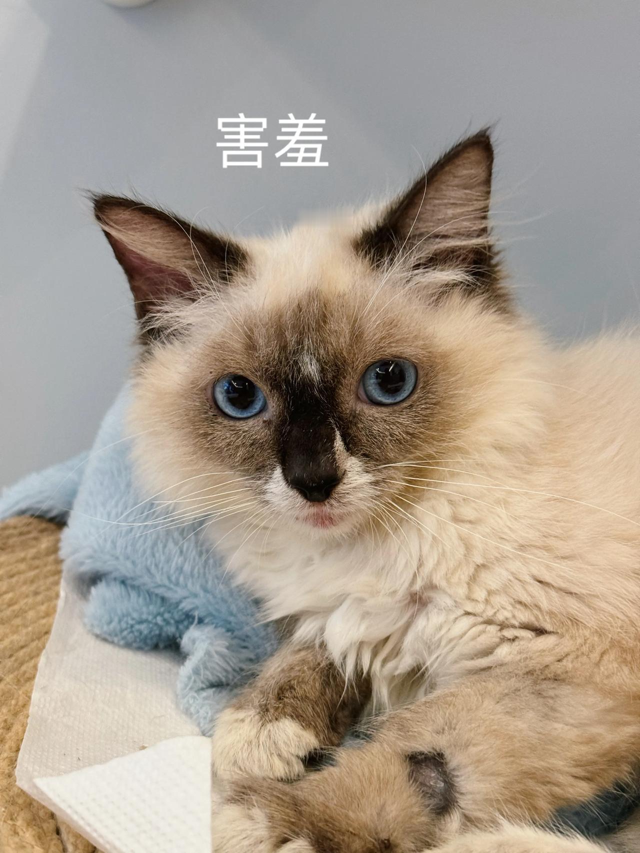 看帅哥吗？
小布布菊花长势良好，相信过不久就能完美闭合，加油呀小布布！感谢院长，