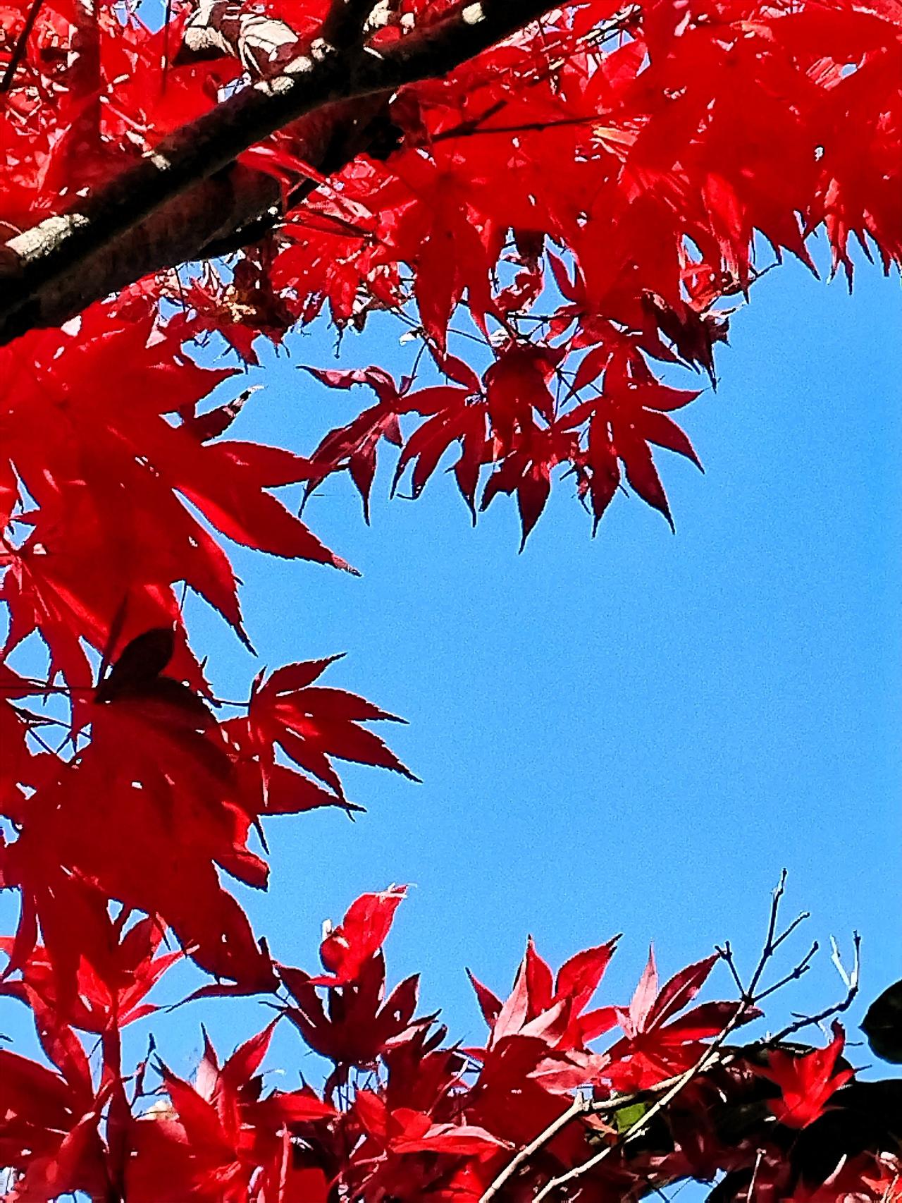 蓝天映衬着火红的枫叶，好美！忍不住停下脚步仔细欣赏这份美好。微风轻轻拂过，枫叶沙