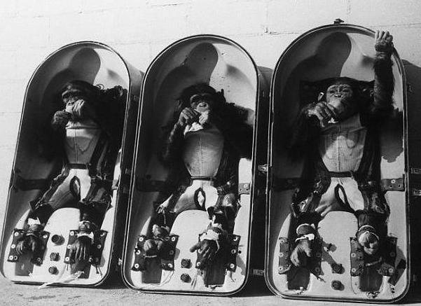 1961年，美国把一只猩猩送上了太空，虽然它活着回来了，但是科学家吃惊地发现，它