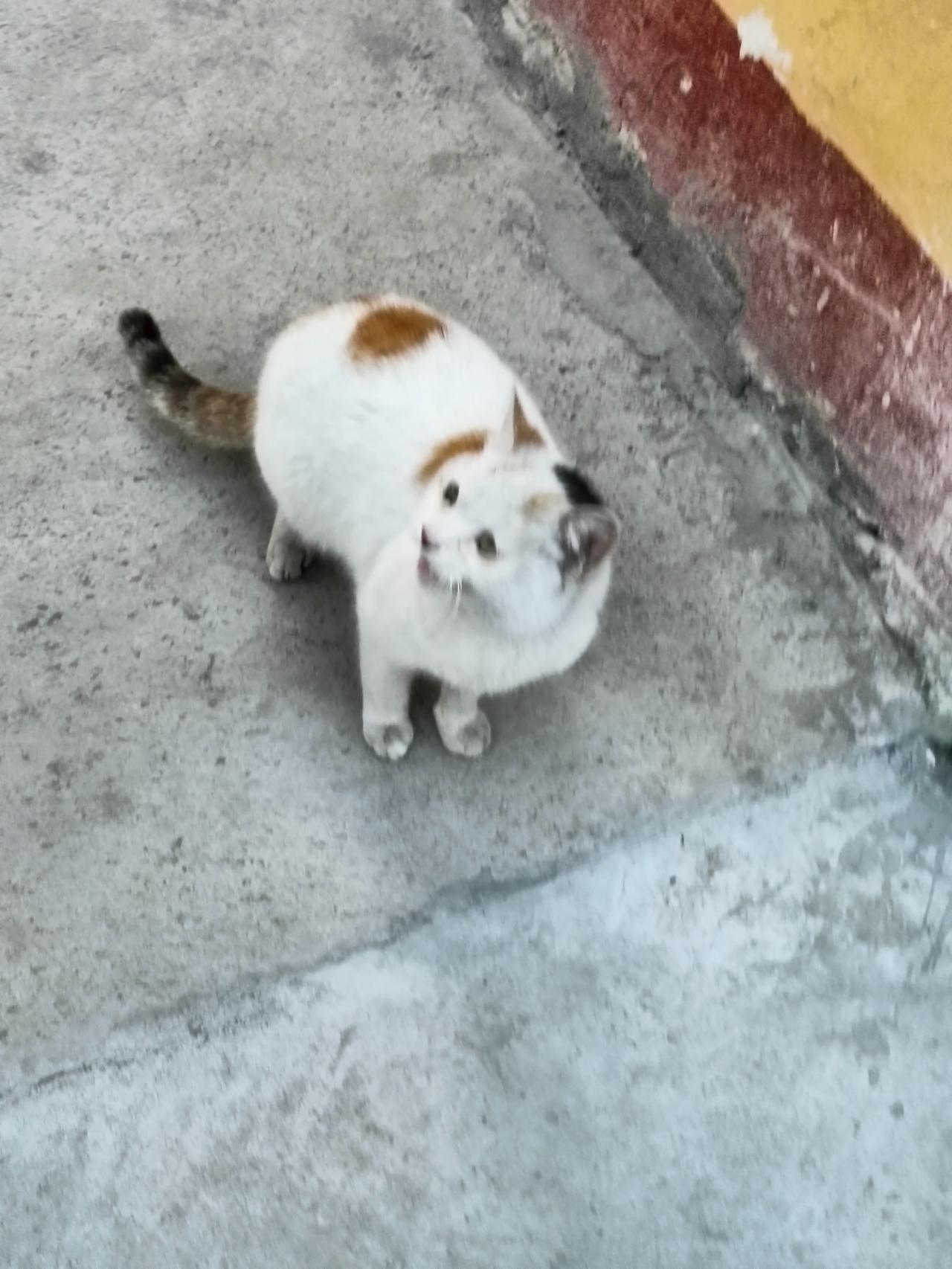 花猫把斑驳的墙当作幕布，自己蜷成蓬松的云，连混凝土的凉，都被它的软毛焐出了温意。