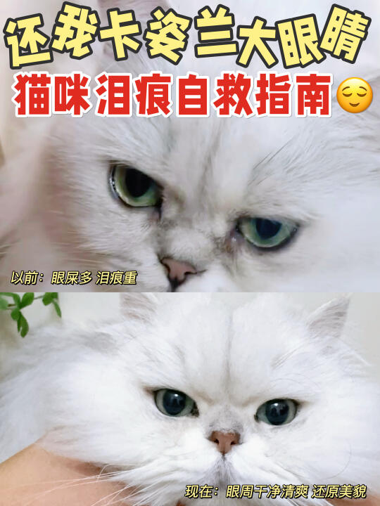 猫咪泪痕自救指南