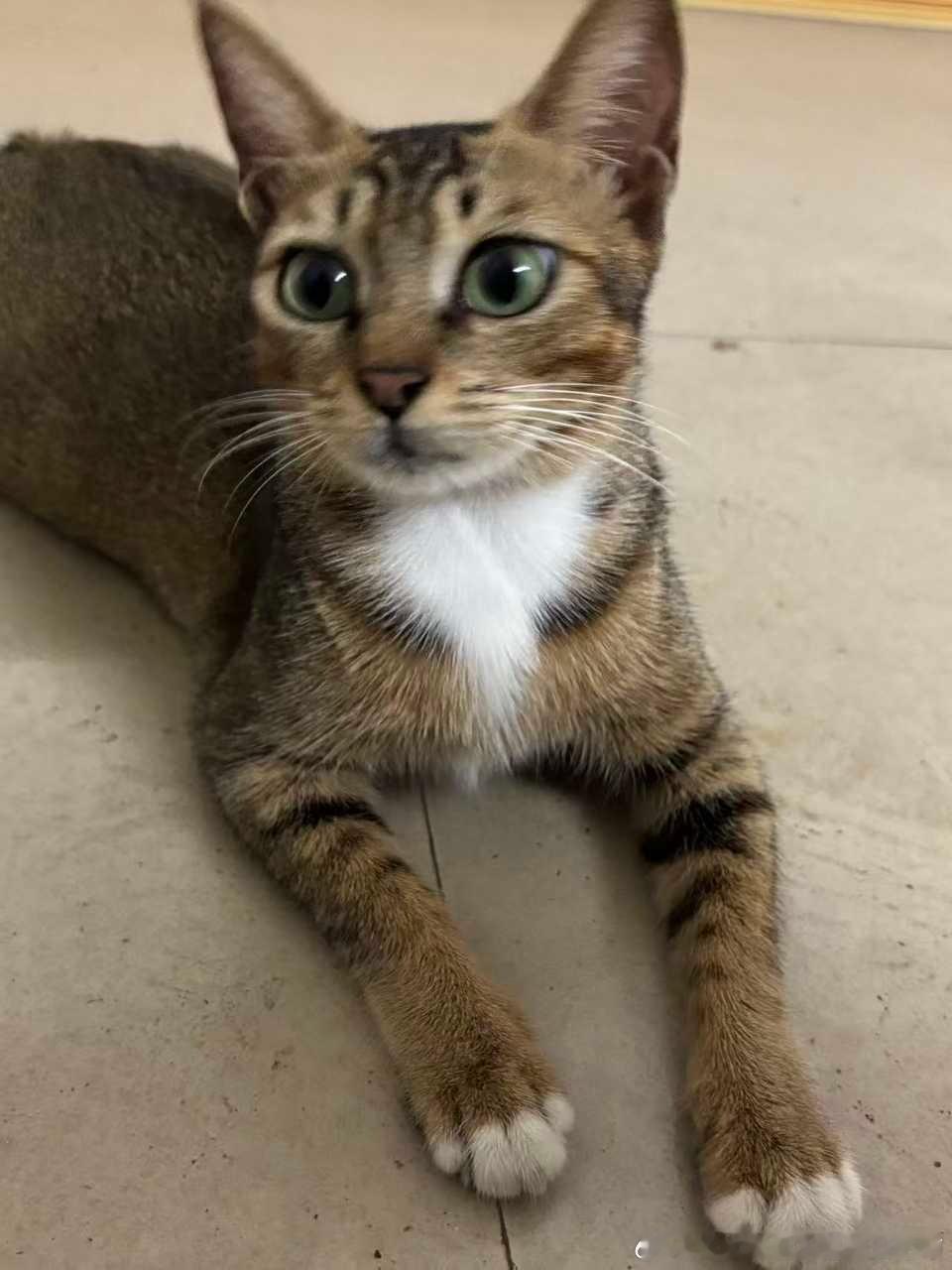 49004【领养】南宁领养 🐱猫咪领养 1️⃣猫咪情况：雀猫，小母猫，未绝育，
